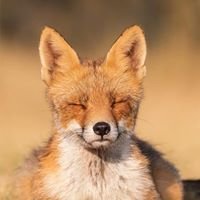 Pamski
