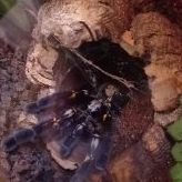 spiders_land