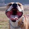 Amstaff