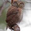 glaucidium